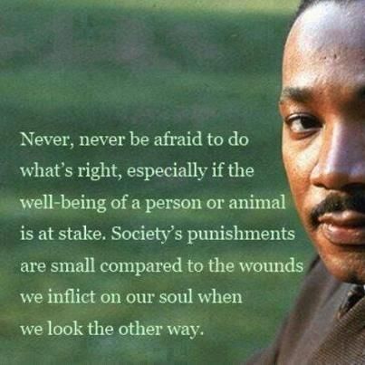 For the people let others bring someone down when you should speak up and LIFT THEM UP!!! dont follow the crowd, especially a crowd of mean girls. Vegan Quotes, We Are The World, Yoga Quotes, King Jr, Martin Luther King Jr, Vegan Life, Animal Welfare, Animal Rights, Martin Luther