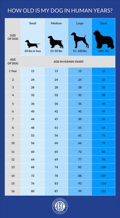 Dog Age Chart, Dog Breeds Chart, Dog Ages, Dog Ideas, Dog Years, Dog Info, American Kennel Club, Large Dog Breeds, Medium Sized Dogs