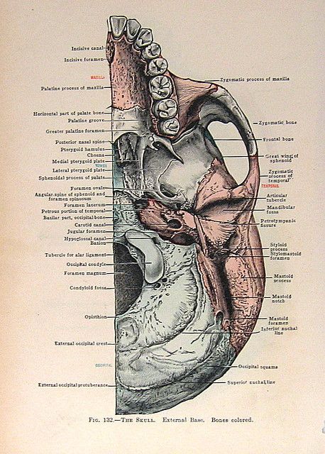 External Ear Anatomy, Vintage Medical Art, Human Heart Anatomy, Ear Anatomy, Speech And Hearing, Skull Anatomy, Nurse Aesthetic, Heart Anatomy, Human Body Anatomy