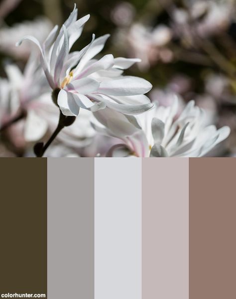 Magnolia+Color+Scheme Magnolia Color Palette, Magnolia Colors, Color Pallete, Color Story, Colour Scheme, Color Pallets, Color Scheme, Magnolia, Color Schemes