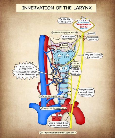 Comical Anatomist, Medicine Humor, Anatomy Humor, Medicine Notes, Teaching Secondary, Basic Anatomy And Physiology, Nursing Mnemonics, Nursing School Survival, Medical Laboratory Science