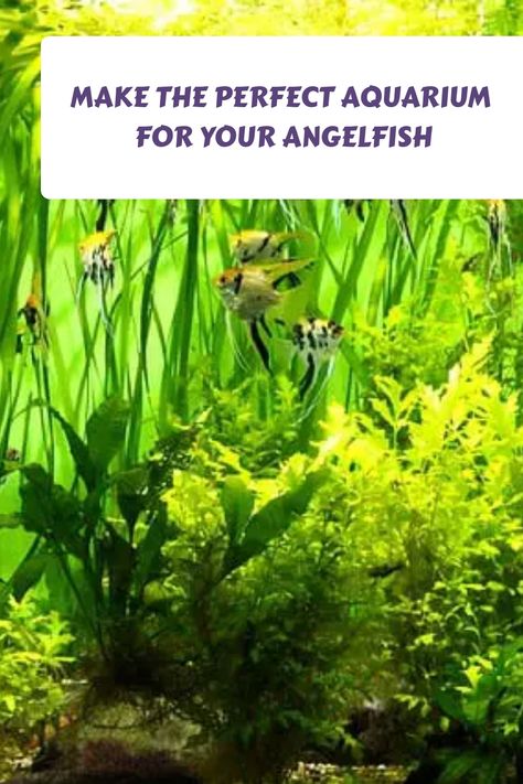 Angelfish are small fish that require a lot of care. One of the things you need to do to make sure your angelfish is happy is to provide it with the right environment. Read more to know how to make the perfect fish tank for your angelfish. #angelfish #freshwaterfish #aquariumfish Angelfish Tank Ideas, Angel Fish Aquarium, Angel Fish Tank Ideas, Angelfish Tank, Angelfish Aquarium, Angel Fish Tank, Nano Reef Tank, Aquarium Set, Aquarium Setup