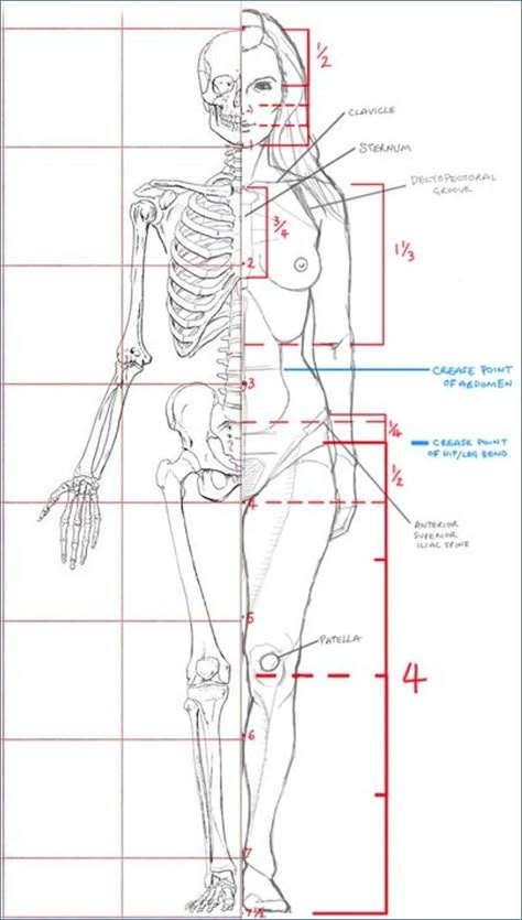 John Hartman Illustration. Artistic Anatomy. Dr. Paul Richer Skeletal Study. 7 1/2 Head Proportion Study. Female Figure Study Added. #ArtStudy #ArtAnatomy #HumanProportion #Proportion #Skeleton #Hartman #FigureStudy #HumanBody #ArtLesson #ArtClass Female Figure Proportions, Female Skeletal Anatomy, 7 Heads Proportion, Anatomy For Artists Female, Female Figure Study, Female Skeleton Anatomy, Woman Proportions, Skeleton Proportions, Female Anatomy Study