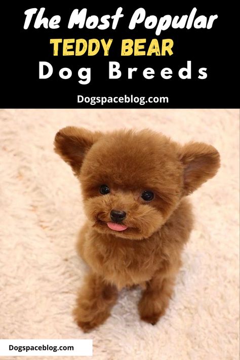 10 Teddy Bear Dog Breeds – Adorable & Cute Dogs That Look Like Cuddly Toys Teddy Bear Dogs Haircuts, Teddy Bear Dog Breed, Teddy Bear Dog Haircut, Teddy Bear Dogs, Bear Dog Breed, Bear Dogs, Puppy Haircut, Puppy Tips, Teddy Bear Puppies