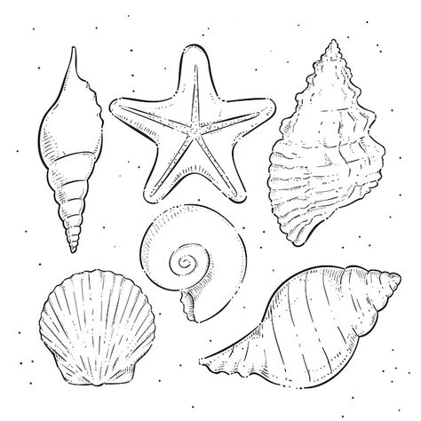 Seashell Outline, Shell Template, Seashell Clipart, Seashell Illustration, Outline Illustration, Rhinestone Art, Clipart Black And White, Psd Icon, Vector Hand