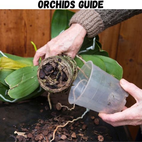 Potting Mix Recipe, Transplanting Orchids, Orchid Rebloom, Orchid Potting, Coffee Grounds As Fertilizer, Spring Blooming Trees, Orchid Potting Mix, Repotting Plants, Repotting Orchids