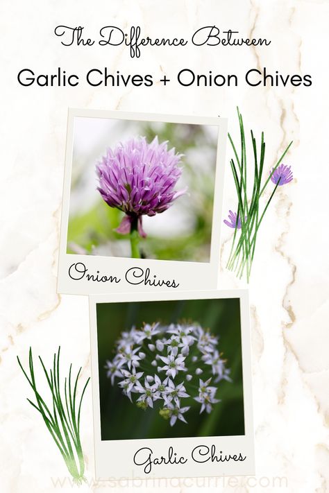 The Difference Between Garlic Chives vs Onion Chives - West Coast Kitchen Garden West Coast Kitchen, Chinese Pancake, Allium Schoenoprasum, Chives Recipe, Chive Flower, Coast Kitchen, Chinese Garlic, Games Quotes, Garlic Chives