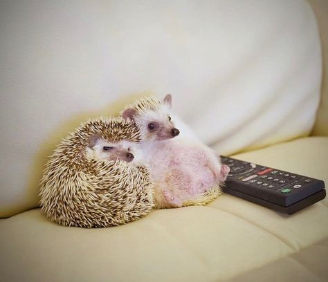 Hedgehog Pet, Baby Hedgehog, Baby Animals Pictures, Cute Hedgehog, Super Cute Animals, Baby Animals Funny, Silly Animals, Cute Wild Animals, Cute Animal Photos