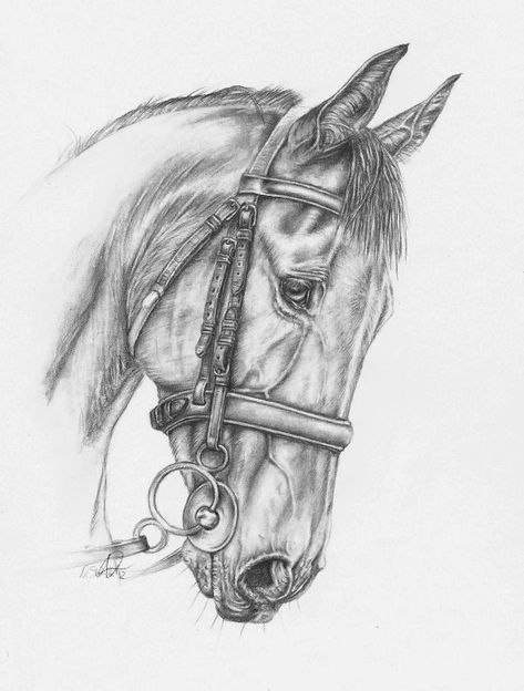 Horse Pencil Drawing, Horse Tattoo Design, Horse Art Drawing, Cowboy Artists, Watercolor Paintings Of Animals, Horse Sketch, Portrait Drawings, Pen Art Drawings, Horse Coloring Pages