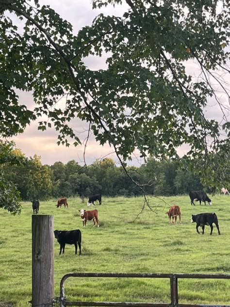 Cow Field Aesthetic, Cow Farm Aesthetic, Cute Animal Profile, Field Of Cows, Cows In Pasture, Cow In A Field, Cows In A Field, Cow Field, Farm Dream