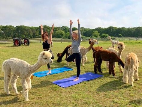 Alpaca Farm Ideas, Farm Yoga, Pig Yoga, Farm Experience, Bunny Yoga, Alpaca Pictures, Montana Sky, 2023 Moodboard, Land Ideas