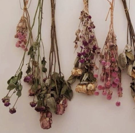 Hang On, The Wall, Dried Flowers, Flowers, Wall