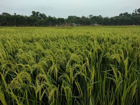 food cultivation Rice Cultivation, Rice, Herbs