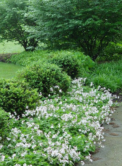 Green Velvet Boxwood Landscaping, Geranium Biokovo, Green Velvet Boxwood, White Landscaping, Garden Landscaping Backyard, Boxwood Landscaping, Geranium Macrorrhizum, Hardy Geranium, Garden Arbor