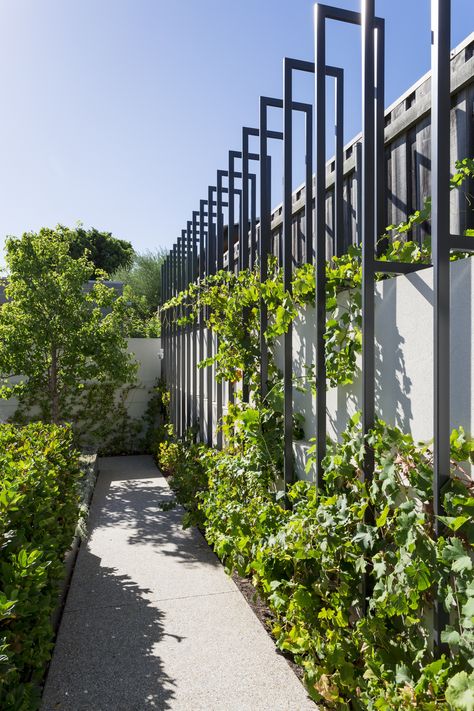 Trellis Wall Garden, Walled Garden Design, Garden Feature Wall, Unique Wall Ideas, Boundary Wall Designs, Creeper Wall, Gabion Wall Design, Boundry Wall, Metal Garden Fencing