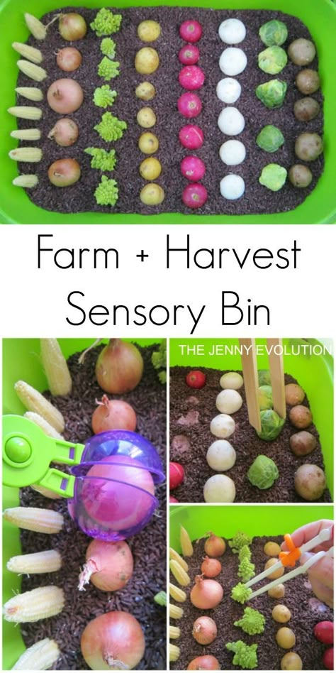 Farm Harvest Sensory Bin - Connect your kids to their food through sensory play! on The Jenny Evolution Harvest Sensory Bin, Harvest Activities, Farm Harvest, Preschool Sensory, Sensory Tubs, Motor Coordination, Farm Unit, Farm Preschool, Food Activities