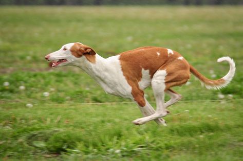 Tattoos Pets, Pet Tattoo Ideas, Ibizan Hound, Pharaoh Hound, Pet Drawing, Running Dog, Hound Puppies, Famous Dogs, Dog Poses