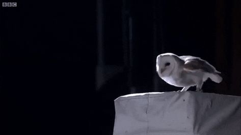 White Barn Owls Have An Amazing Hunting Trick That is Dazzling Prey and Scientists Alike - Animal Gifs - gifs - funny animals - funny gifs Pjo Fanfic, Fanfic Writing, Guardians Of Ga'hoole, Speed Form, Bird Study, Animals Doing Funny Things, Running Gif, Wolf Running, Barn Owls