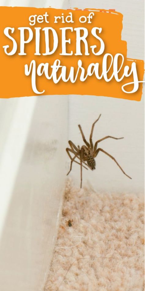 Natural Spider Repellant (Easy DIY) • Kids Activities Blog Spider Repellant, Natural Spider Repellant, Spider Repellent, Spider Spray, Spider Killer, Spiders Repellent, Diy Bug Spray, Get Rid Of Spiders, Natural Bug Spray