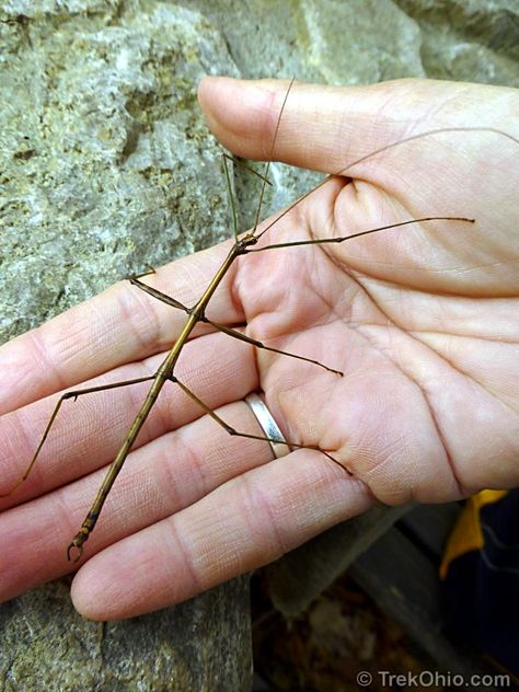 I was in luck as I approached the Nature Center at Blendon Woods Metro Park in Columbus. A staff member told me that she was just about to release a walking stick into the wild, and she asked me if… Walking Stick Insect, Amazing Insects, Insect Photos, Stick Bug, Stick Insect, Wooden Walking Sticks, A Staff, Sleeve Ideas, Insect Art