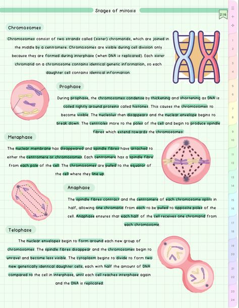 cute aesthetic biology notes Mitosis Notes, Aesthetic Biology Notes, Biology Notes Aesthetic, Aesthetic Biology, Notes Biology, Bio Notes, Biochemistry Notes, Aesthetic School, Cell Division