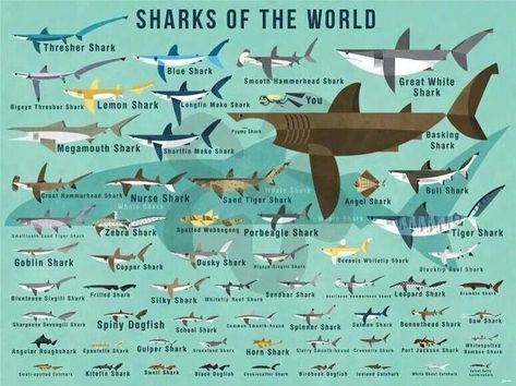 Why Are All Shark Species Important? | North Shore Shark Adventures Dusky Shark, Megamouth Shark, Zebra Shark, Diver Art, Thresher Shark, Basking Shark, Shark Facts, Nurse Shark, Bull Shark