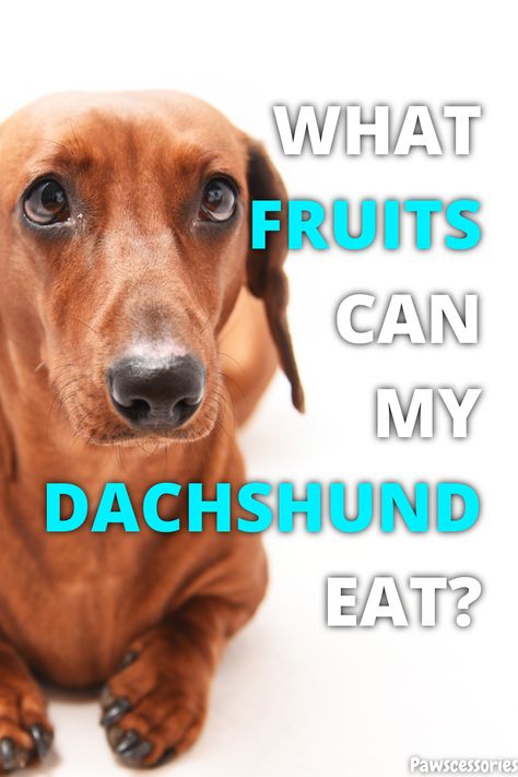 Beautiful Dachshund picture with text saying "27 fruits dachshunds can and can't eat" Fruit Dogs Can Eat, Fruits For Dogs, Daschund Dog, Fruit List, Food Van, Dog Remedies, Dog Food Brands, Dog Diet, People Food