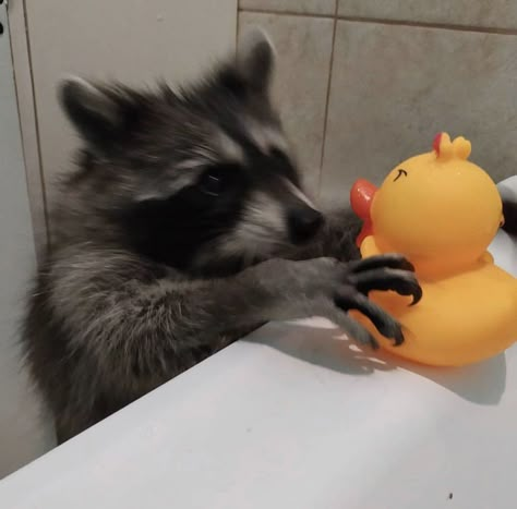 So THIS IS a Rubber Ducky! Raccoon Pfp, Pet Raccoon, Cute Raccoon, Raccoon Funny, Trash Panda, Silly Animals, Dessin Adorable, Racoon, Cute Animal Photos