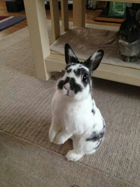 What a handsome little spotted face! Welcome To My Home, Cute Bunnies, White Rabbit, Hair Colors, Rabbits, My Home, Blonde Hair, Blonde, Human