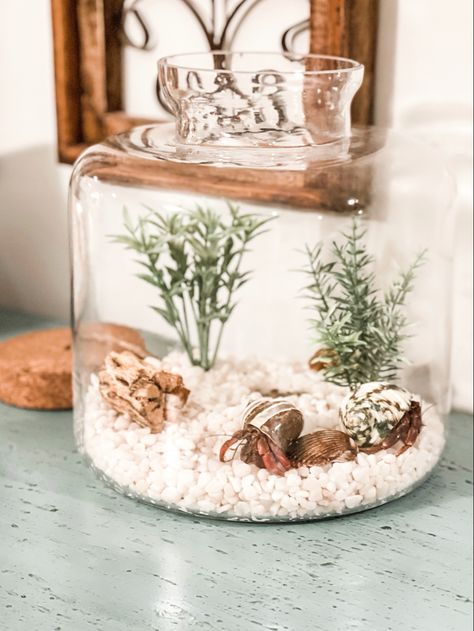 Sleek and stylish option for a hermit crab habitat. Hermit Crab Terrarium Ideas, Pet Crab Tanks, Hermit Crab Terrarium, Hermit Crab Pet, Hermit Crab Tank Ideas, Hermit Crab Habitat Ideas, Crab Terrarium, Fish Terrarium, Hermit Crab Cage