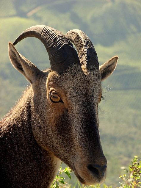 He's got the look | The Endangered Nilgiri Tahr at Eravikula… | Flickr Nilgiri Tahr, Taxidermy Animals, Munnar Kerala, Indian Wildlife, Western Ghats, Munnar, Animal References, Kerala India, Zoology