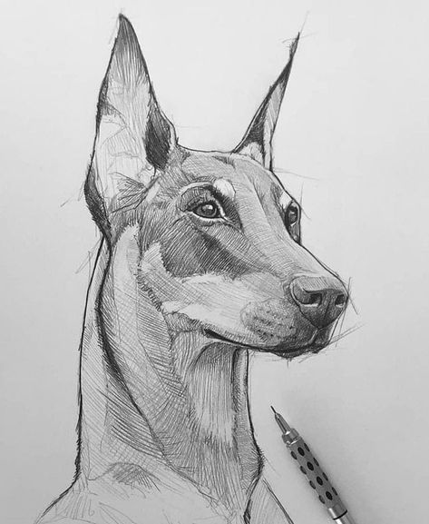 Dog Pencil Drawing, Realistic Animal Drawings, Dog Design Art, Pet Drawing, Animal Drawings Sketches, Dog Sketch, Arte Sketchbook, Animal Sketches, Arte Animal