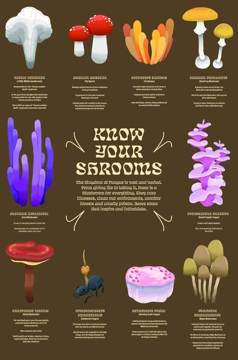 Mushroom Species Chart, Fun Facts About Mushrooms, Psycilobin Mushrooms, Types Of Mushrooms Drawing, Mushroom Trip Visuals, Mushroom Psychedelique, Mushroom Psylocibin, Psycodelic Mushrooms, Magic Mushroom Quotes