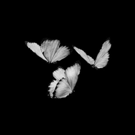 Black Butterflies Aesthetic, Butterflies Black And White, Bride Theme, Four Wings, Ig Icons Highlights Aesthetic, 3 Butterflies, Butterfly Black And White, White Butterflies, Butterfly Pictures