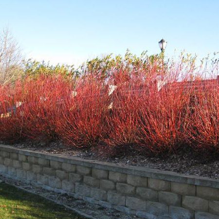 Willow Plant, Floating Forest, Maine Garden, Red Twig Dogwood, Summer Stem, Twig Dogwood, Blog Title, Berry Farm, Potager Garden