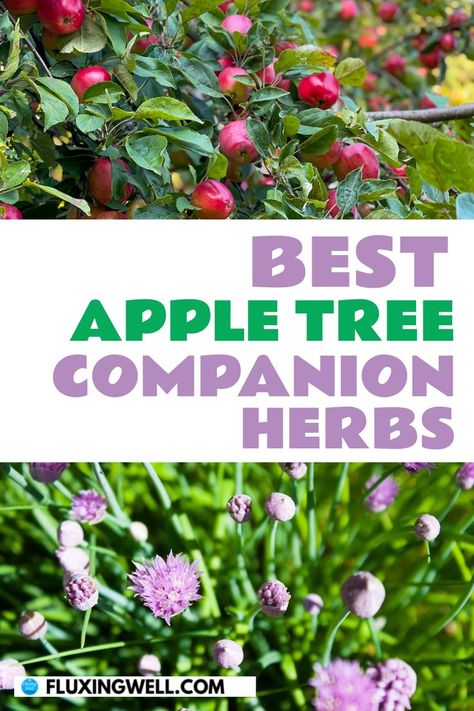 best apple tree companion plants Plant Chart, Orchard Garden, List Of Flowers, Companion Plants, Plants Growing, Planting Plan, Apple Trees, Thriving Garden, Growing Tips