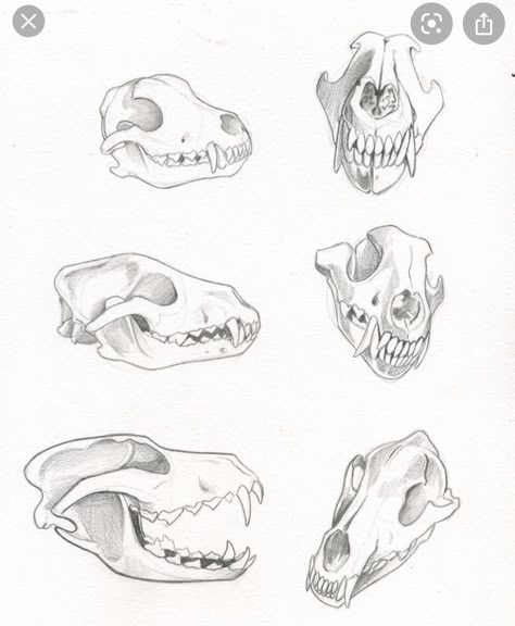 Canine Skull Drawing, Wolf Skull Tattoo Design, Rat Skull Drawing, Rat Skull Tattoo, Wolf Skull Reference, Wolf Skull Drawing, Skull Studies, Wolf Skeleton, Skeleton Study