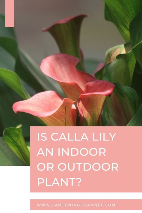 calla lily blooming with text overlay is calla lily an indoor or outdoor plant Growing Calla Lilies, Calla Lily Care Outdoor, Calilily Flower, Calla Lily Care, Lillys Flowers, Calla Lily Plant, Canna Lilly, Cala Lillies, Lilly Plants