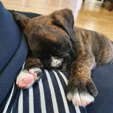 Sleeping brindle boxer puppy - 7 weeks and 4 days old. Brindle Boxer Dogs, Boxador Puppies, Brindle Boxer Puppies, Boxer Dogs Brindle, Cute Boxer Puppies, Boxer Pup, Boxer Dog Breed, Boxer Breed, Brindle Boxer