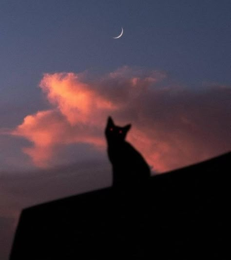 Moon Sunset, Lofi Aesthetic, Black Cat Aesthetic, Aesthetic Moon, Vampire Cat, Warrior Cat Oc, Combat Art, Gorgeous Cats, Aesthetic Vibes