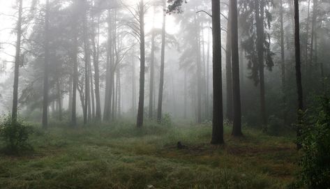 Mysterious foggy morning in the forest | landscape, nature, forest, trees, fog, morning, panorama, grass, sky, mysterious Forest Panorama, Morning Landscape, Writing Photos, Foggy Forest, Natural Landscapes, Foggy Morning, Pretty Landscapes, Forest Trees, Nature Forest