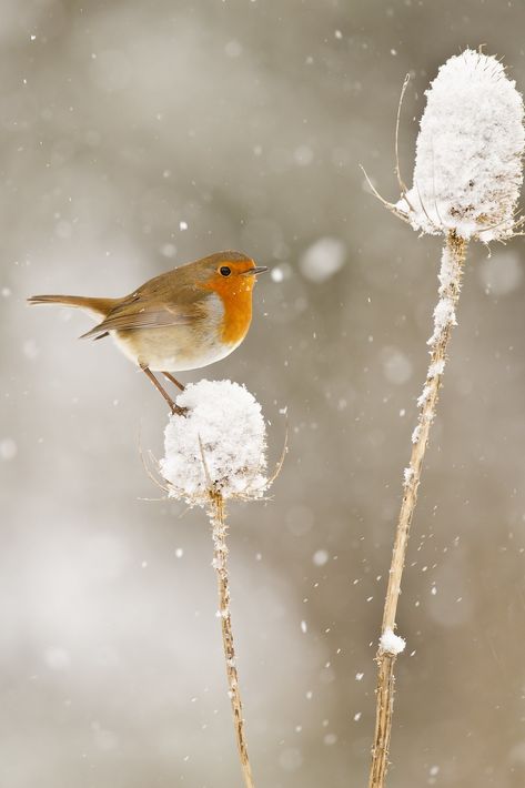 Robin (Erithacus rubecula) on teasel in snow | Phil Winter | Flickr Robin In Snow, Winter Images Nature, Winter Photography Nature, Robin Photography, John 1 16, Grace Upon Grace, Snow Animals, Beautiful Winter Scenes, Snow Photography