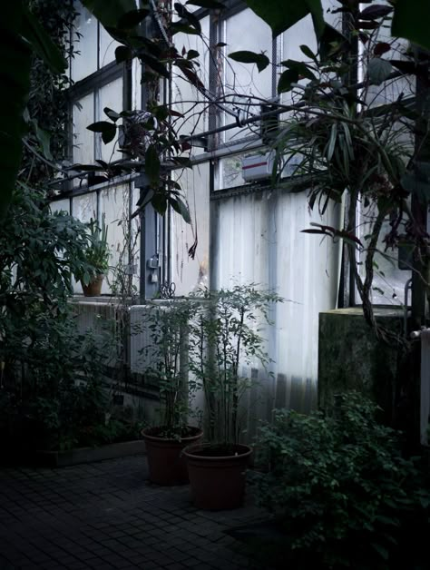 VILLA BETULA – the dark hues of maren ingeborg gråblomst Plants Dark Aesthetic, Dark Greenhouse, Dark Plant Aesthetic, Villa Betula, Dark Naturalism Aesthetic, Greenhouse Aesthetic, Prague Guide, Dark Royalty Aesthetic, Dark Cottagecore Aesthetic