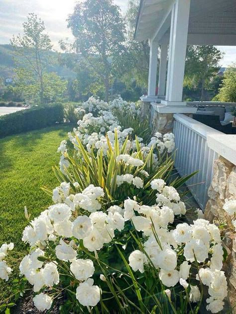 White Rose Bush Front Yards, Landscape White House, White Flowers In Garden, White Roses Front Yard, White Roses Garden Front Yards, White Peonies Landscaping, White Rose Bushes Landscape Front Yards, White Drift Roses Landscape Ideas, White Rose Landscaping