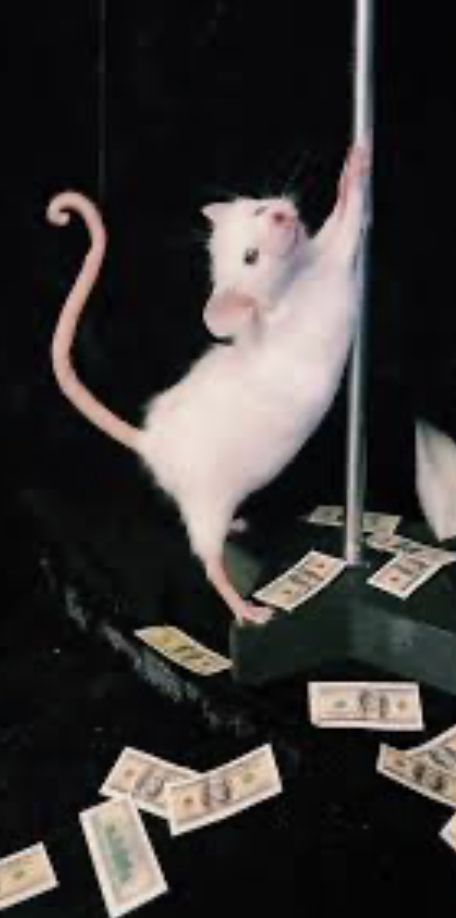 Next is hair inspo Rat On A Pole, Cursed Animal Photos, Dressed Up Animals, Rat Dancing On Pole, Wierd Profile Picture, Rat Picture Funny, Rat Eating Cheese, Rat Princess, Rat Dancing