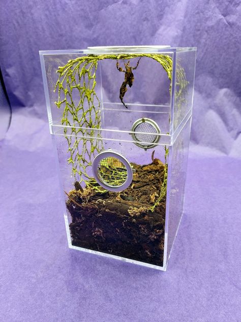 Mantis Enclosure Ideas, Jumping Spider Terrarium Ideas, Mantis Terrarium, Mantis Enclosure, Stick Insect Enclosure, Diy Jumping Spider Enclosure Decor, Praying Mantis Terrarium, Regal Jumping Spider Enclosure, Prey Mantis