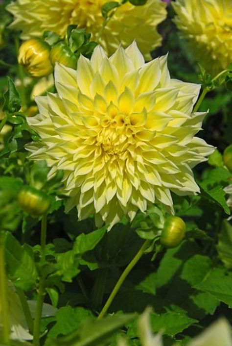 Kevin Floodlight - Dahlia Yellow Dahlias, Dahlia Bulbs, Flower Dahlia, Yellow Dahlia, Carlsbad Flower Fields, Freesia Flowers, Summer Bulbs, Dahlia Tubers, Dahlias Garden