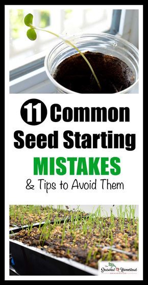 Starting Seeds, Starting Seeds Indoors, Aquaponics System, Home Vegetable Garden, Veggie Garden, Seed Starting, Gardening For Beginners, Raised Beds, Growing Vegetables