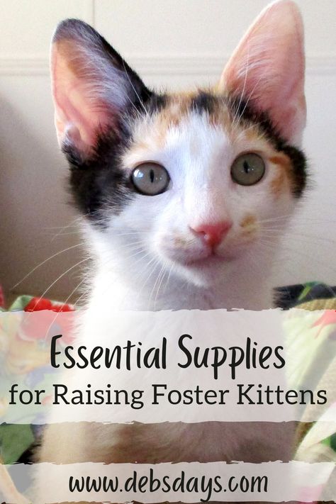 Deb's Days: Raising Foster Kitten Essential Supplies Fostering Kittens Setup, Kitten Room Set Up, Kitten Foster Room, Foster Cat Room Ideas, Cat Foster Room, Foster Kitten Room Ideas, Foster Kittens Setup, Foster Kitten Room, Kitten Fostering