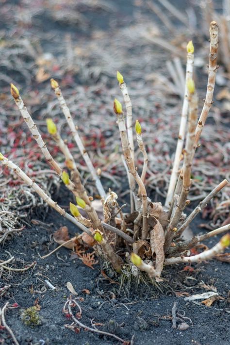 How To Fertilize Hydrangeas In Spring - Get Bigger Blooms! How To Start Hydrangeas From Cuttings, Hydrangea Care How To Grow, Hydrangea Cuttings How To Grow, Growing Hydrangeas In Pots, How To Prune Hydrangeas Spring, When To Trim Hydrangea Bushes, Pruning Hydrangeas Spring, Planting Hydrangeas In Ground, When To Fertilize Hydrangeas